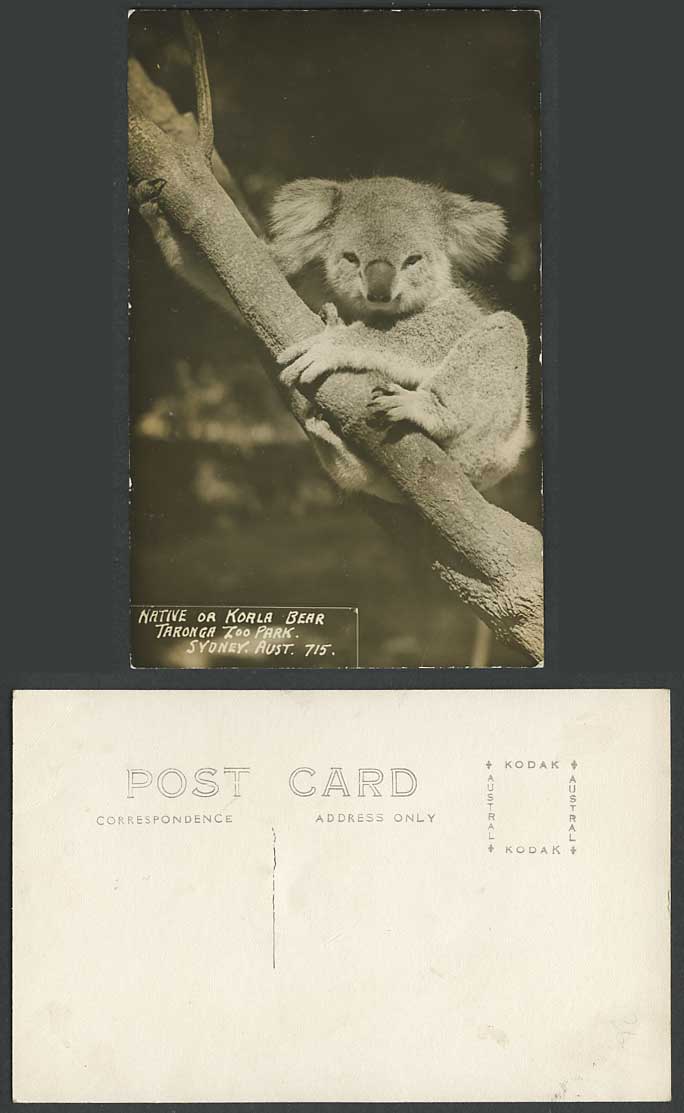 Australia Sydney, Taronga Zoo Park, Native or Koala Bear Old Real Photo Postcard