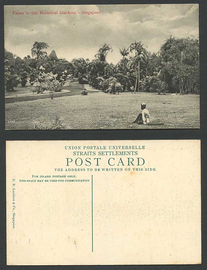 Singapore Old Postcard Palms in Botanical Gardens Botanic Garden, Palm Trees Man