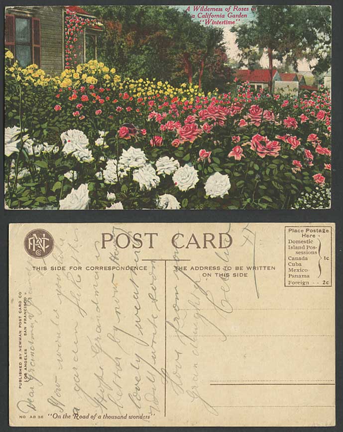 USA Old Postcard A Wilderness of Roses California Garden Wintertime Rose Flowers