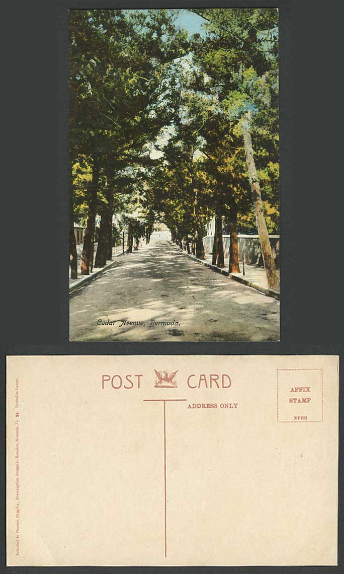 Bermuda Old Colour Postcard CEDAR AVENUE Tree-Lined Street Scene Road Cedars