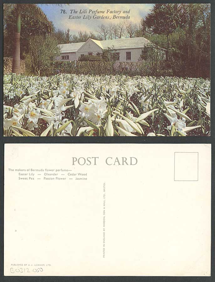 Bermuda Old Postcard Lily Perfume Factory & Easter Lily Gardens Flowers in Bloom