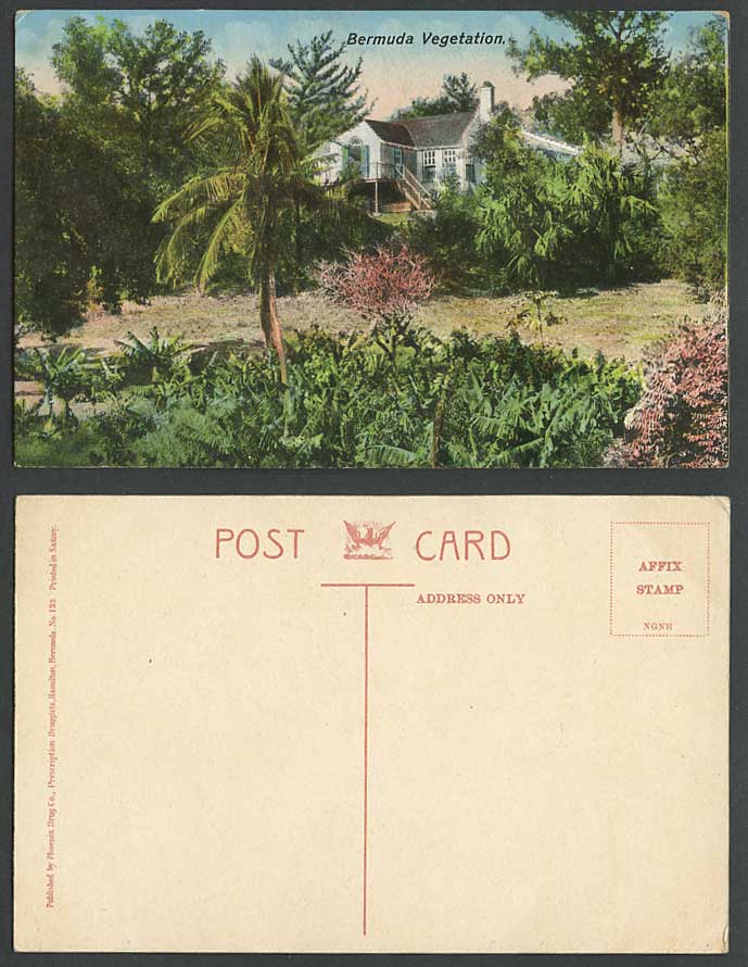Bermuda Vegetation Old Colour Postcard Tropical Trees Palm Tree Phoenix Drug Co.