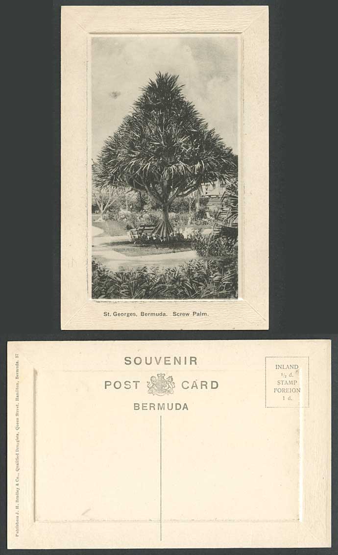 Bermuda Old Embossed Postcard St. Georges Screw Palm Tree J.H. Bradley & Co. 37.