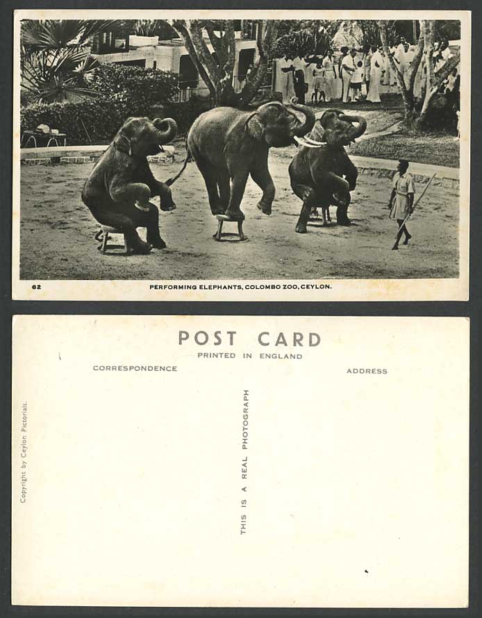 Ceylon Old Real Photo Postcard Performing Elephants Colombo Zoo Elephant Trainer
