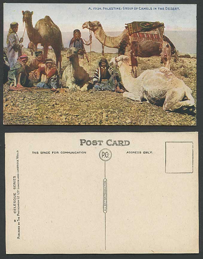 Palestine Old Color Postcard Group of CAMELS in DESERT Native Bedouins Holy Land