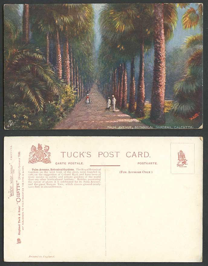 India Old Tuck's Oilette Postcard Palm Avenue Botanical Gardens, Calcutta, Trees