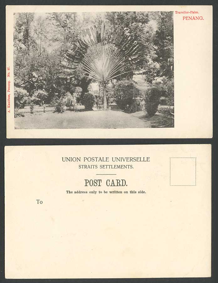 Penang Old UB Postcard Traveller's Traveller Palm Tree Palms Trees A Kaulfuss 37