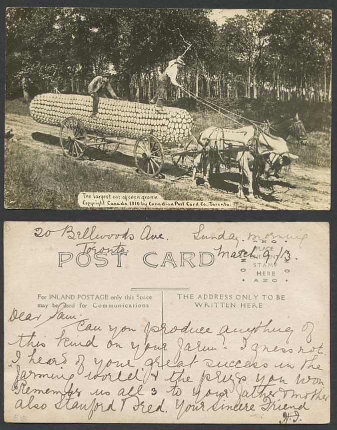 Giant Sweetcorn Cart Horses Largest Corn Grown Canada 1913 Old R. Photo Postcard