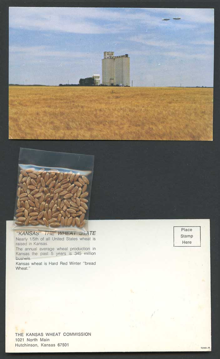 Kansas Wheat Commission Novelty Real Red Winter Bread Wheat Seeds c1960 Postcard
