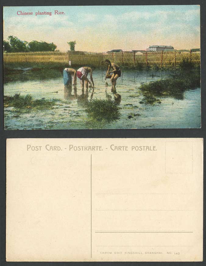 China Old Colour Postcard Chinese Farmers Planting Rice in Paddy Fields Shanghai