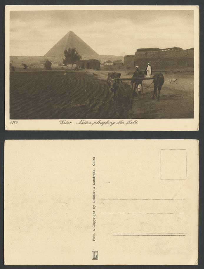 Egypt Old Postcard Cairo Pyramid Giza, Cattle Native Ploughing The Fields Farmer