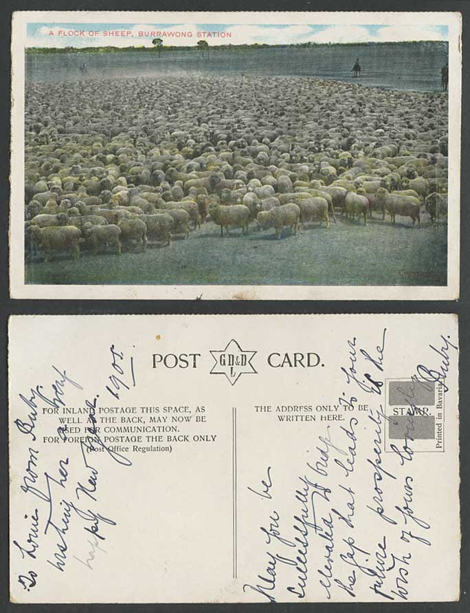 Australia Old Colour Postcard Burrawong Burrawang Station A Flock of Sheep N.S.W