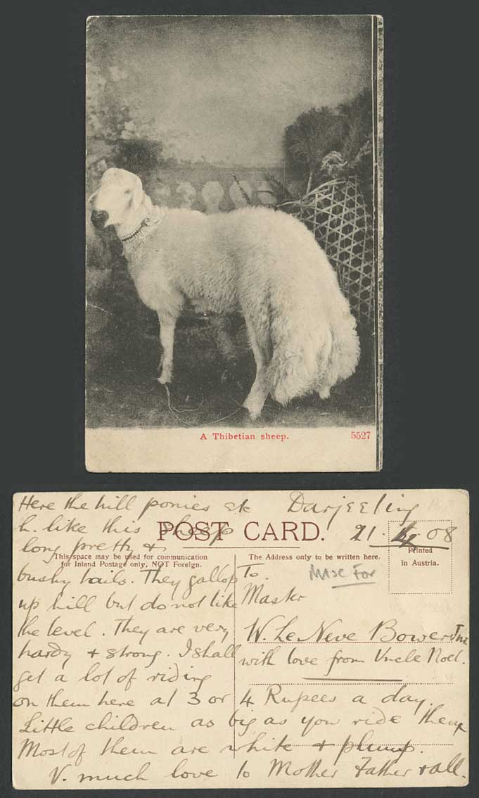 TIBET China Apr 1908 Old Postcard A Thibetian Sheep Tibetan Animal Bridge Basket