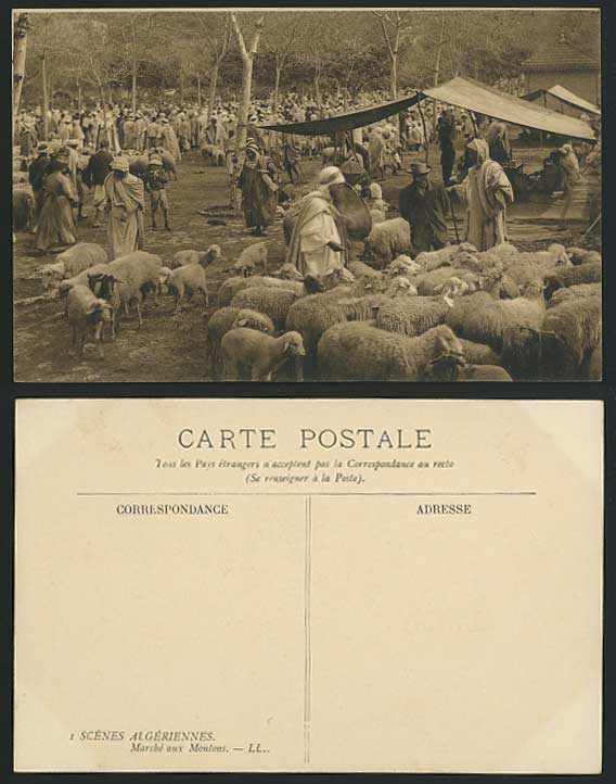 SHEEP MARKET Lambs Marche Moutons Shepherds Africa Algeria Alger Old Postcard