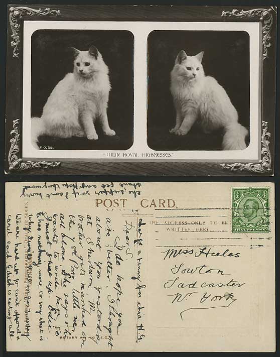 2 PERSIAN CATS Their Royal Highnesses 1912 Old Postcard