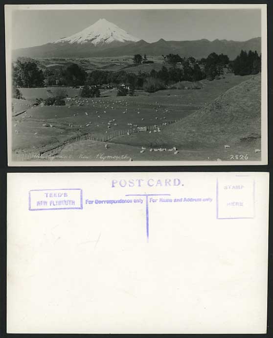 New Zealand Old Postcard New Plymouth Mt. Egmont, SHEEP