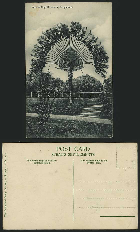 Singapore Old Postcard Impound. Reservoir Traveler Palm