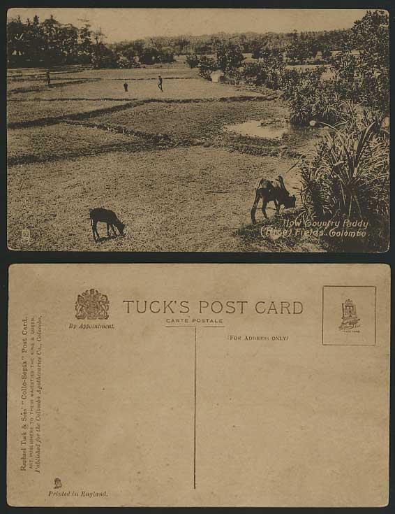 Ceylon Old Postcard Colombo Low Contry Paddy Rice Field