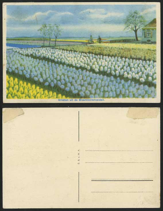 Holland - Groeten uit de Bloembollenvelden Old Postcard