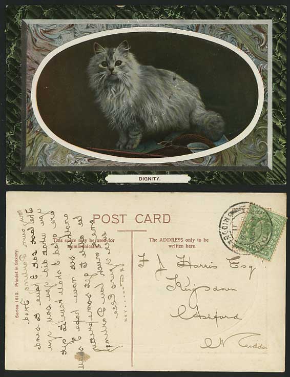 CAT with DIGNITY Pet 1911 Old Embossed Postcard