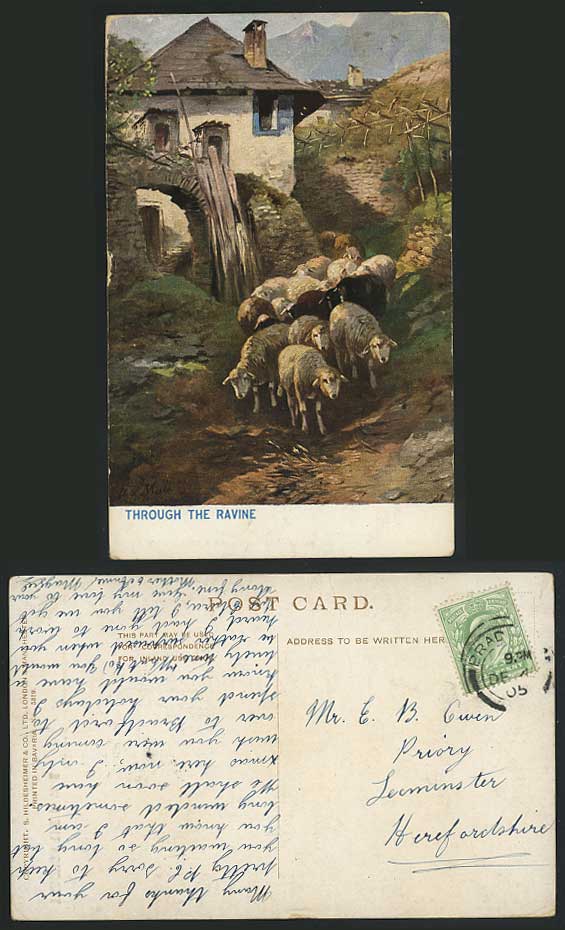 SHEEP Through The Ravine Av Mali Old Art Drawn Postcard