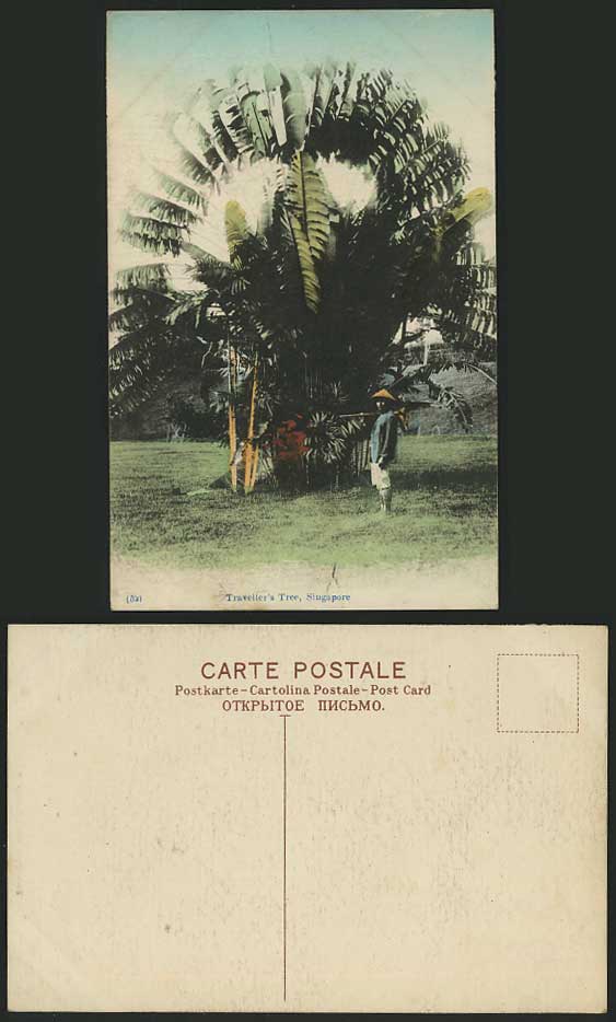 Singapore Old Hand Tinted Postcard TRAVELLERS PALM TREE