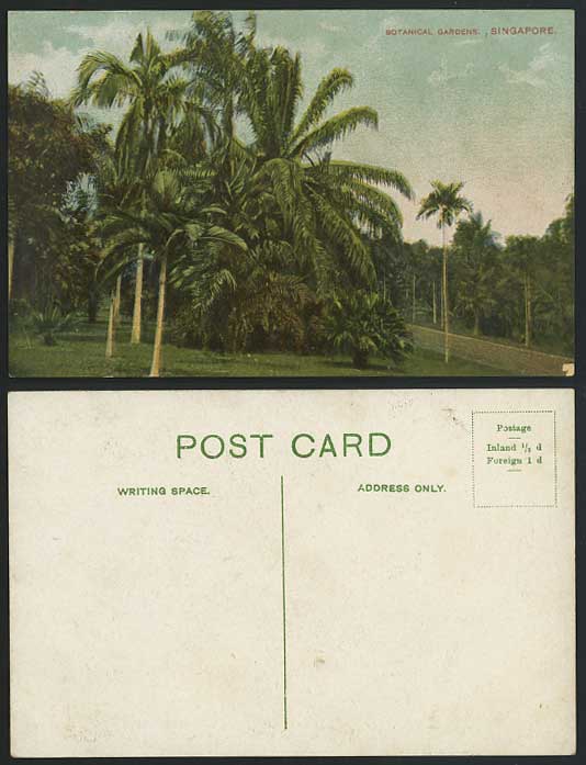 Singapore Malaya Old Postcard Botanical Gardens & Trees
