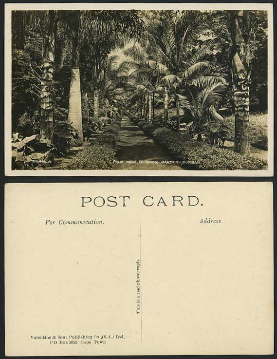 South Africa DURBAN Old Real Photo Postcard Palm Walk in Botanical Gardens