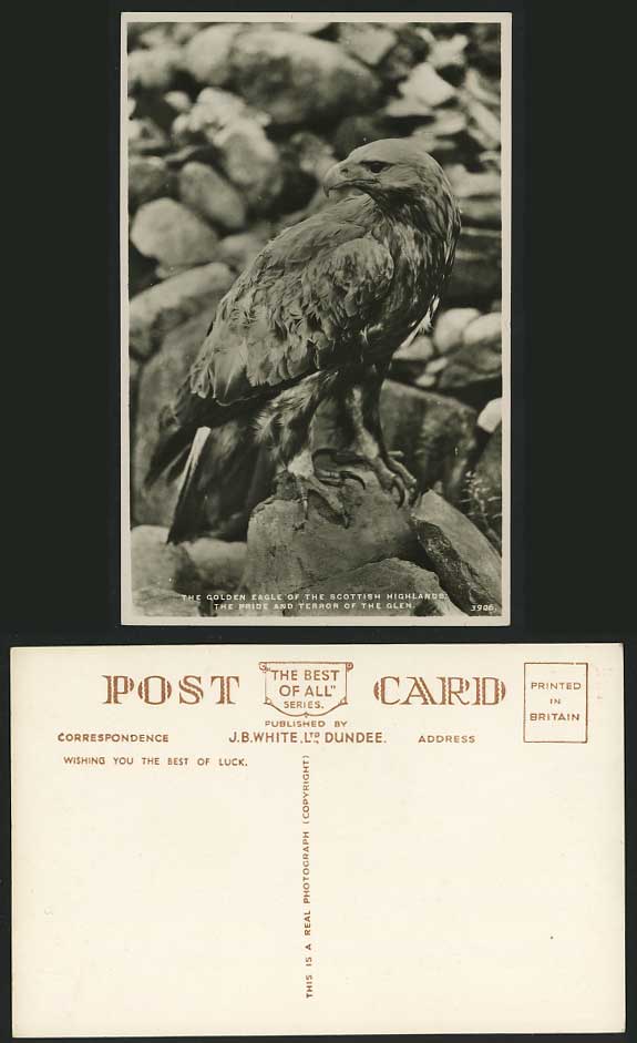 GOLDEN EAGLE Bird of Scottish Highlands Old RP Postcard