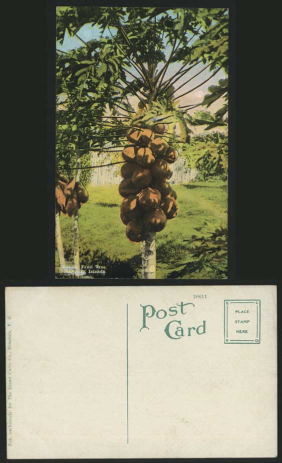 US Hawaii Islands Old Postcard Papaya Papaia Fruit Tree