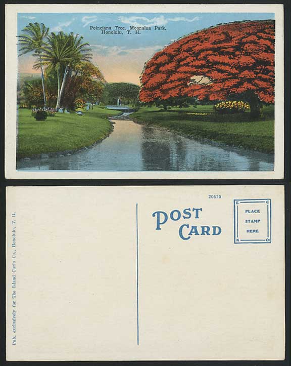 Hawaii Honolulu Moanalua Pk Poinciana Tree Old Postcard