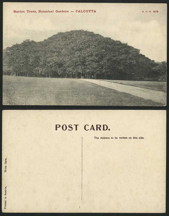 Calcutta Old Postcard Banian Trees in Botanical Gardens