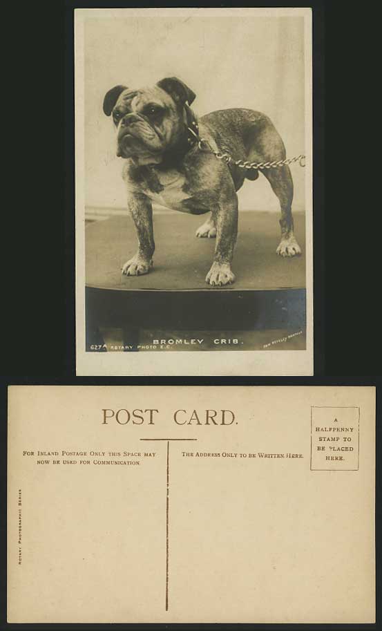 BULL DOG BULLDOG Chained BROMLEY CRIB Old R.P. Postcard