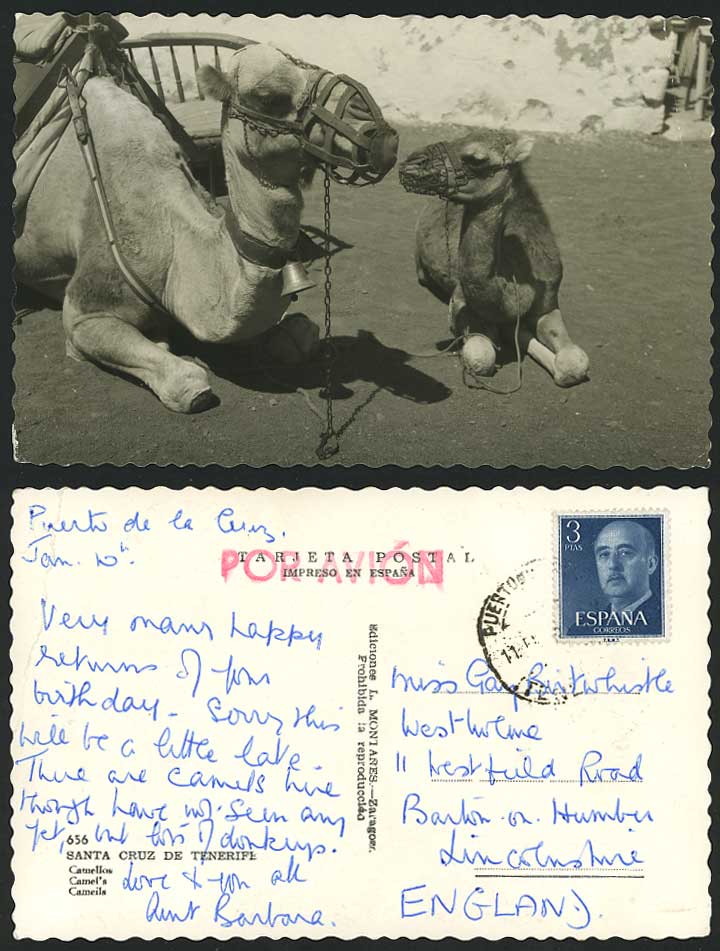 CAMELS Camellos, Santa Cruz de TENERIFE Old RP Postcard