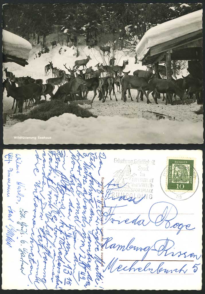 DEER, Wildfuetterung Seehaus, Germany Old Postcard Snow