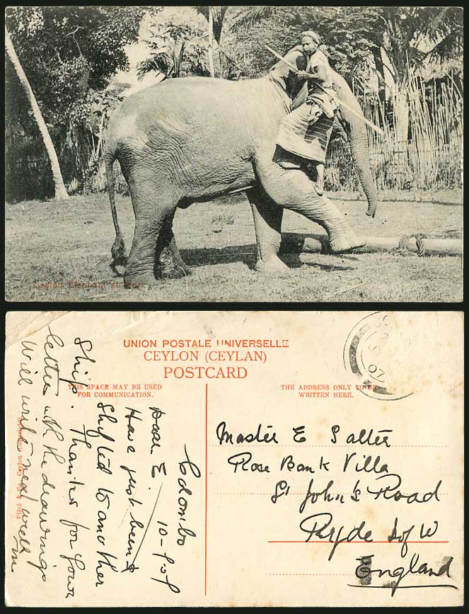 Ceylon 1907 Old Postcard Elephants at Work Man Climing Elephant, Standing on Leg