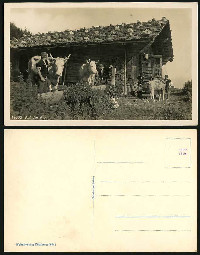 Switzerland Cattle Cow Animal Auf del Alp Mountain Swiss Old Real Photo Postcard
