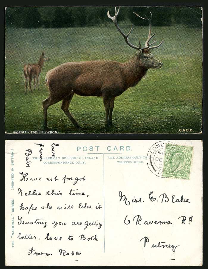 Stag Reindeer Deer Animals A Noble Head of Horns C Reid 1905 Old Colour Postcard