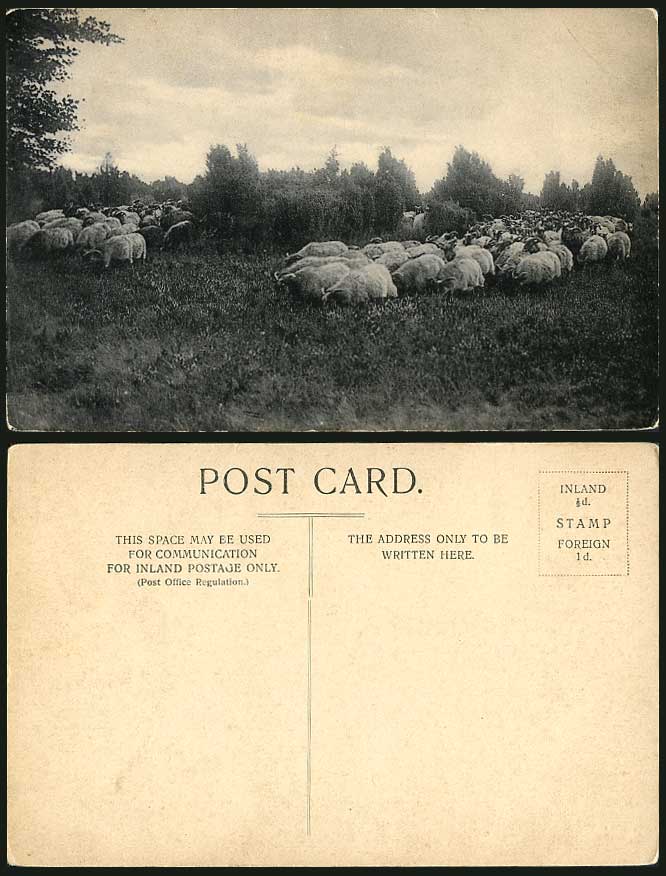 Herd of Sheep Grazing, Animals, Pasture, British Countryside Scene Old Postcard