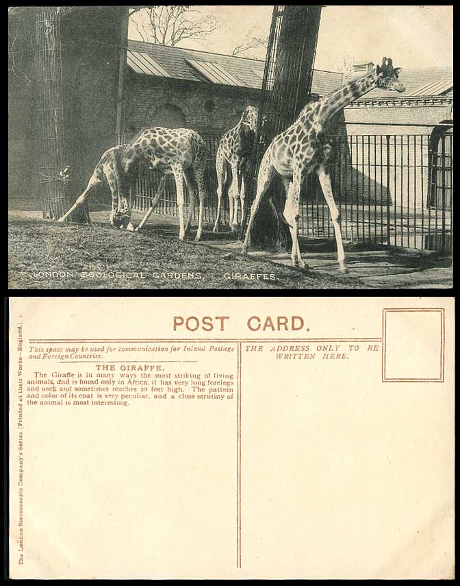 GIRAFFES Giraffe London Zoo Animals Regents Park Old Postcard Photo by F.W. Bond