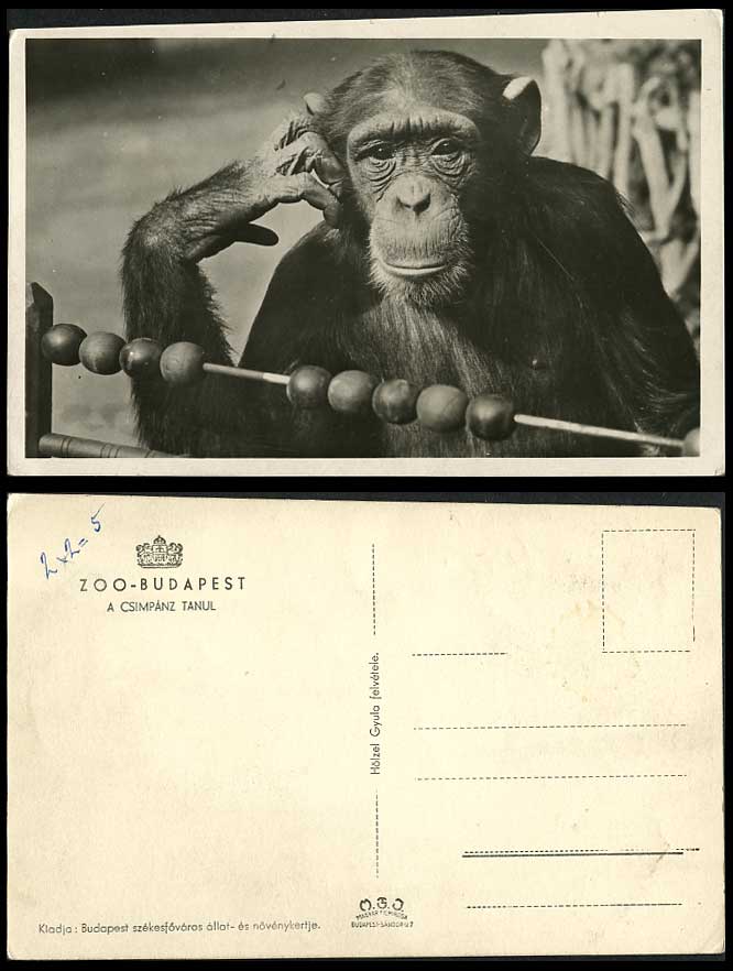 Chimpanzee Learning Chimpanzees Monkeys Zoo Budapest Hungary Animal Old Postcard