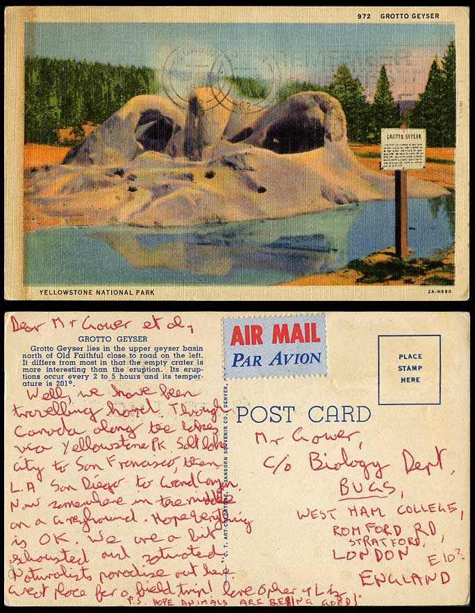 USA, Grotto Geyser in Upper Geyser Basin, Yellowstone National Park Old Postcard