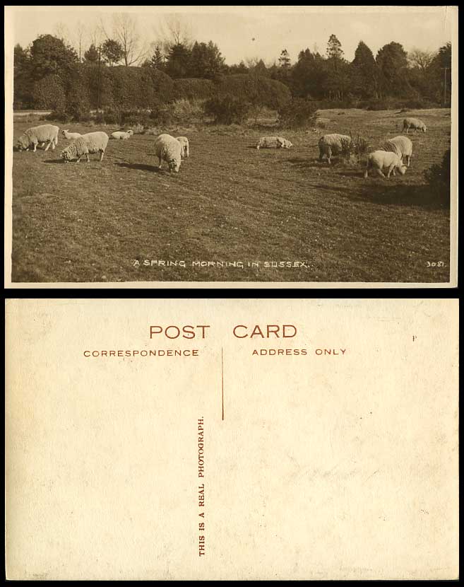 SHEEP Grazing, A Spring Morning in Sussex, Animals Old Real Photograph Postcard
