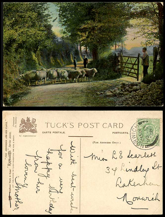 SHEEP The Shepherd & His Flock, A Shady Lane 1908 Old Tuck's Rapholette Postcard