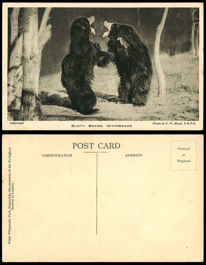 SLOTH BEARS Fighting Whipsnade Park Bear Zoo Animal Old Postcard Photo F.W. Bond