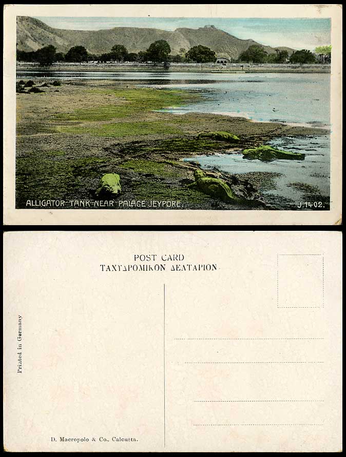 Alligator Tank near Palace Jeypore Jaipur Crocodile Br India Old Colour Postcard