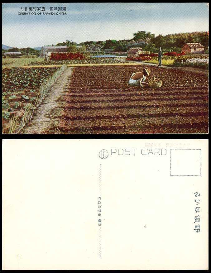 China Old Colour Postcard Manchuria, A Chinese Farmer at Work in Vegetable Field