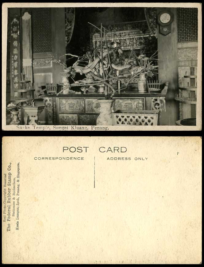 Penang Sungei Kluang Old Real Photo Postcard Snakes in Snake Temple Interior RP
