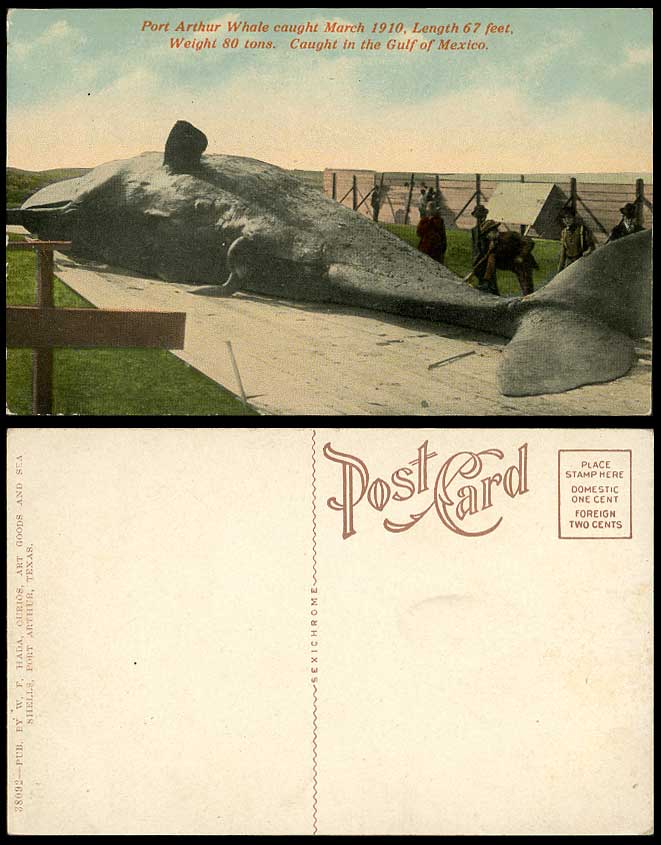 Port Arthur WHALE Fish, Caught March 1910 in Gulf of Mexico Fishery Old Postcard