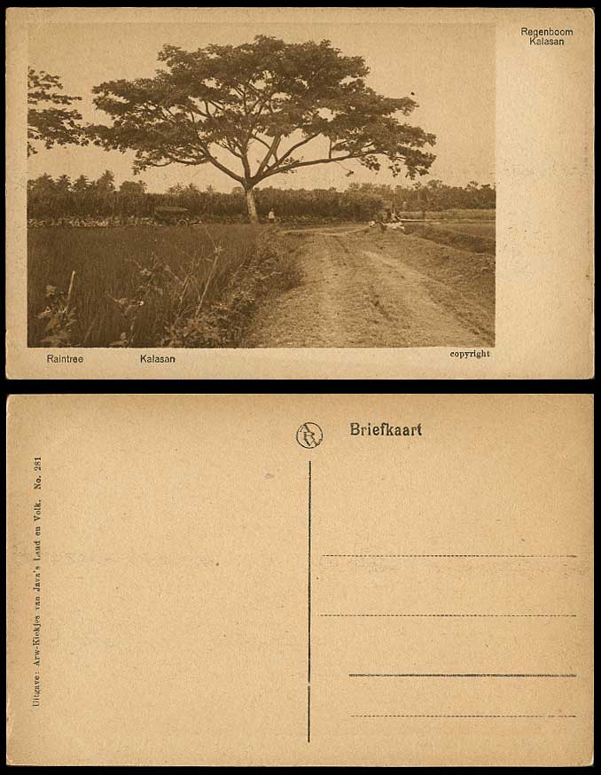 Indonesia Old Postcard Kalasan Raintree Regenboom Countryside, Dutch East Indies